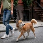 How To Start A Dog Walking Business